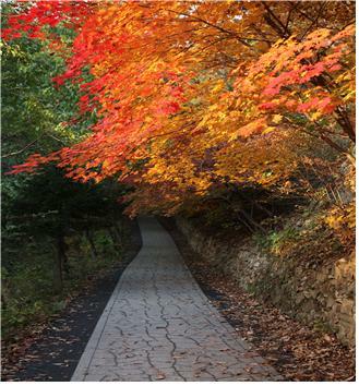 장태산 단풍 길