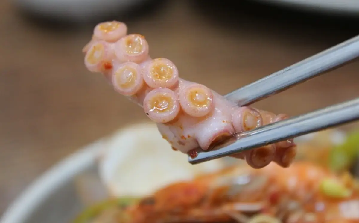 낙지