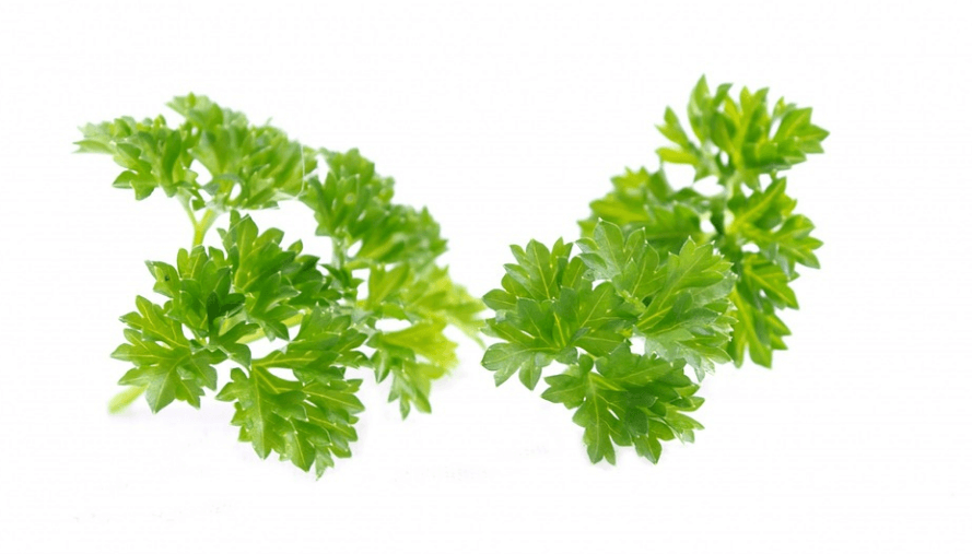 파슬리 효능 - 2