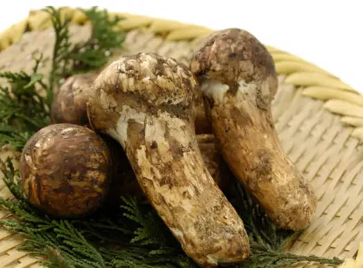 송이버섯 가격 및 효능 효과 먹는방법