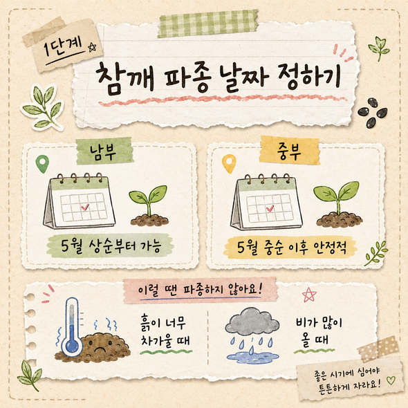 참깨 파종시기