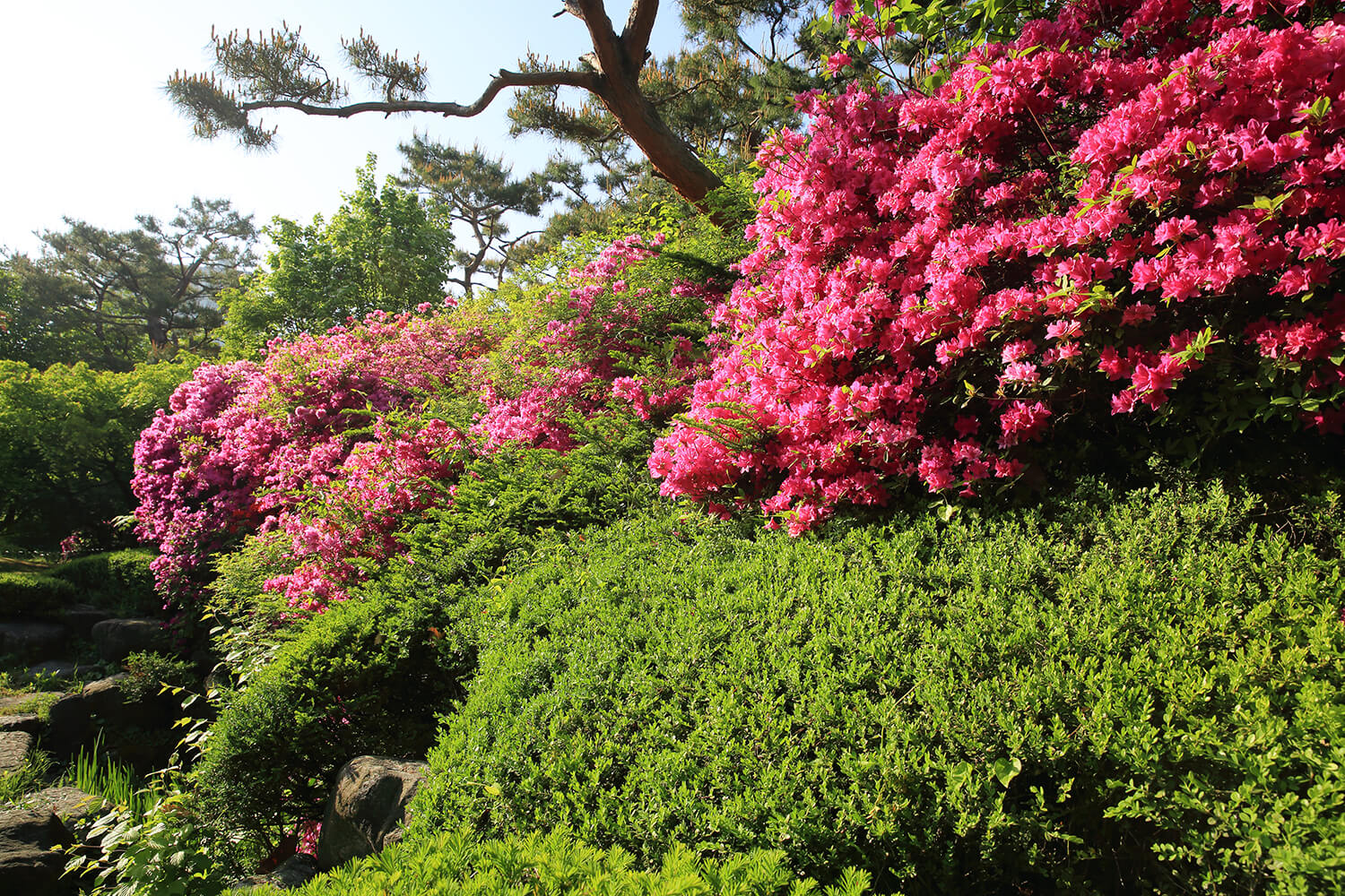 분당중앙공원 철쭉