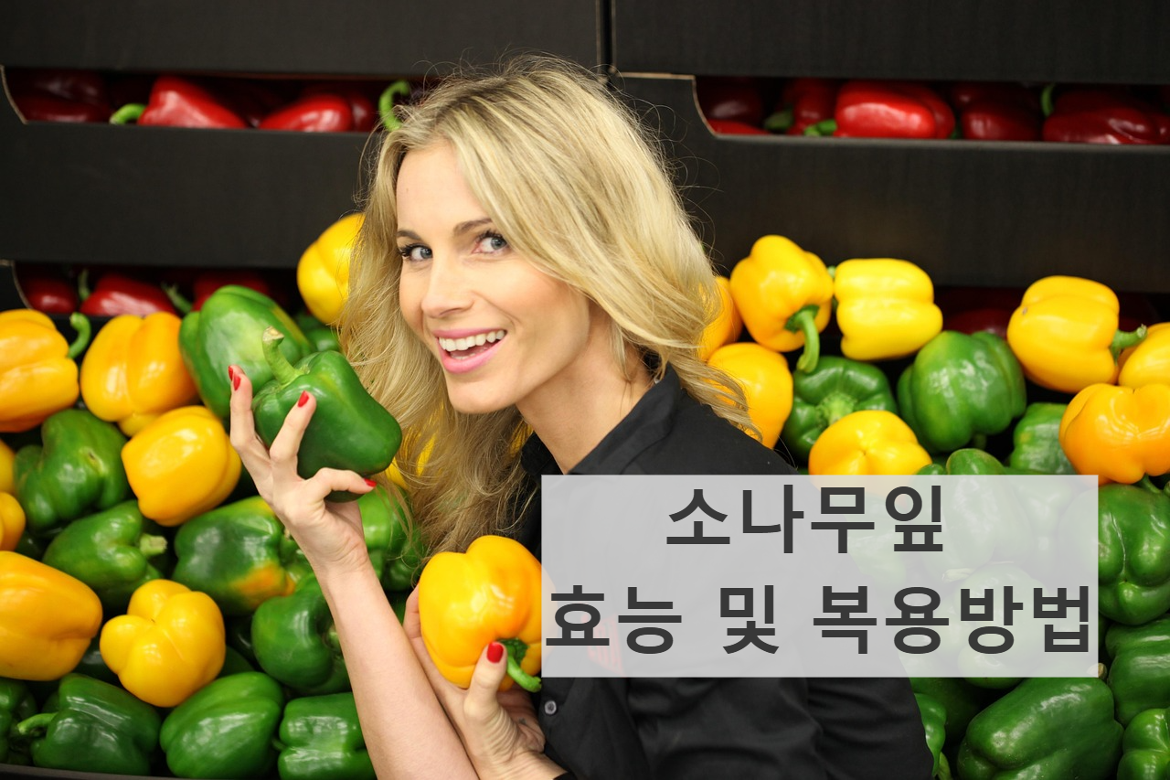 소나무잎 환 가루 복용방법 효능 알아보기