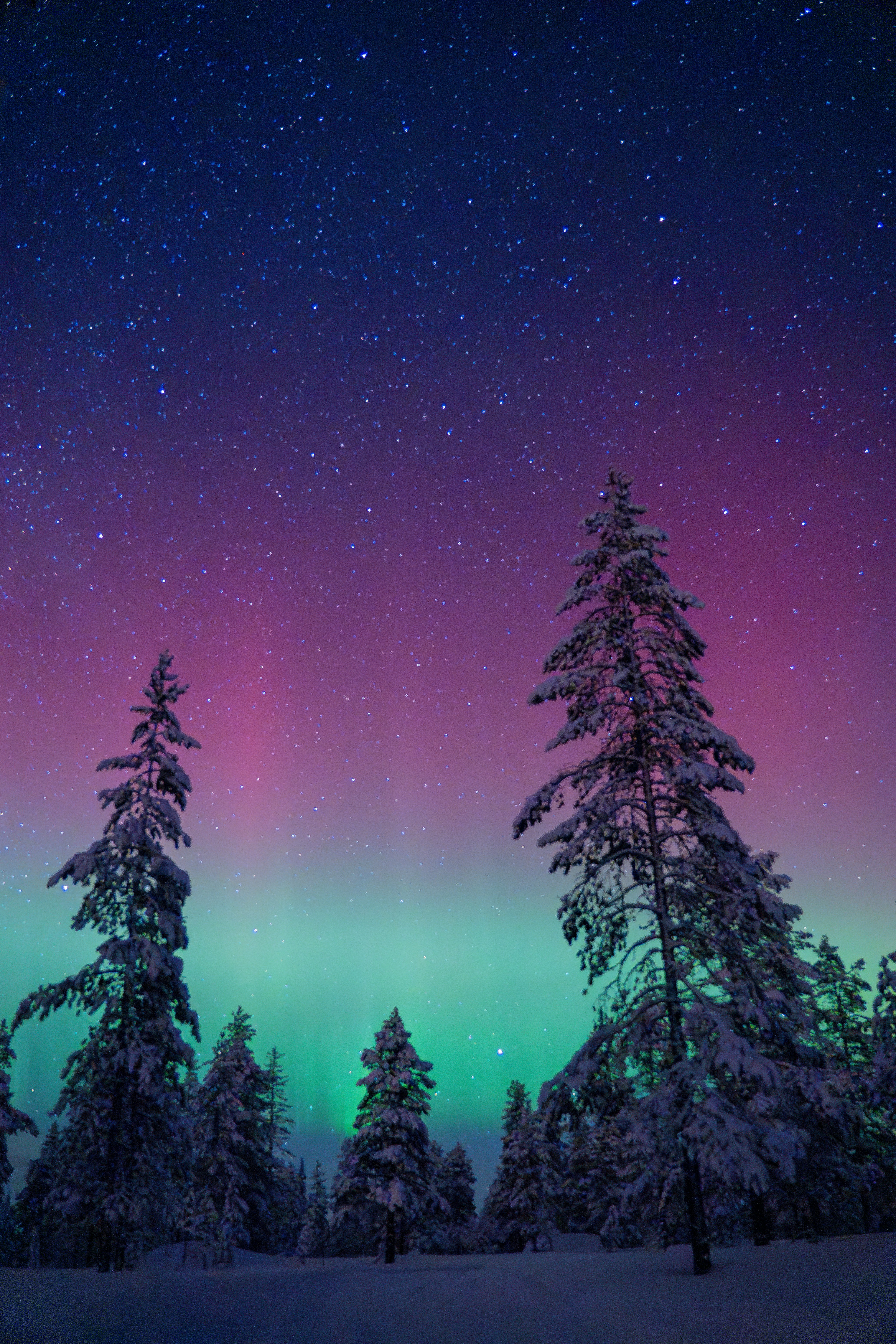 겨울 밤 눈 덮인 숲 위로 펼쳐진 보랏빛과 초록빛 오로라, 별이 가득한 하늘 아래 신비로운 풍경