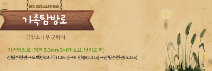 울진 금강소나무숲길