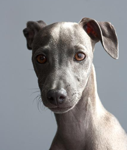 이탈리안 그레이하운드 사진