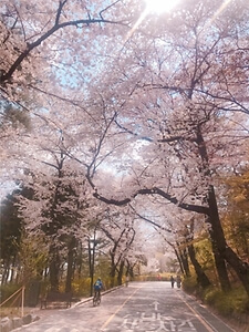 BLOSSOM TOWER