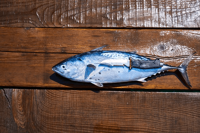 등푸른생선 오메가3