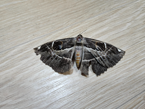 왕흰줄태극나방