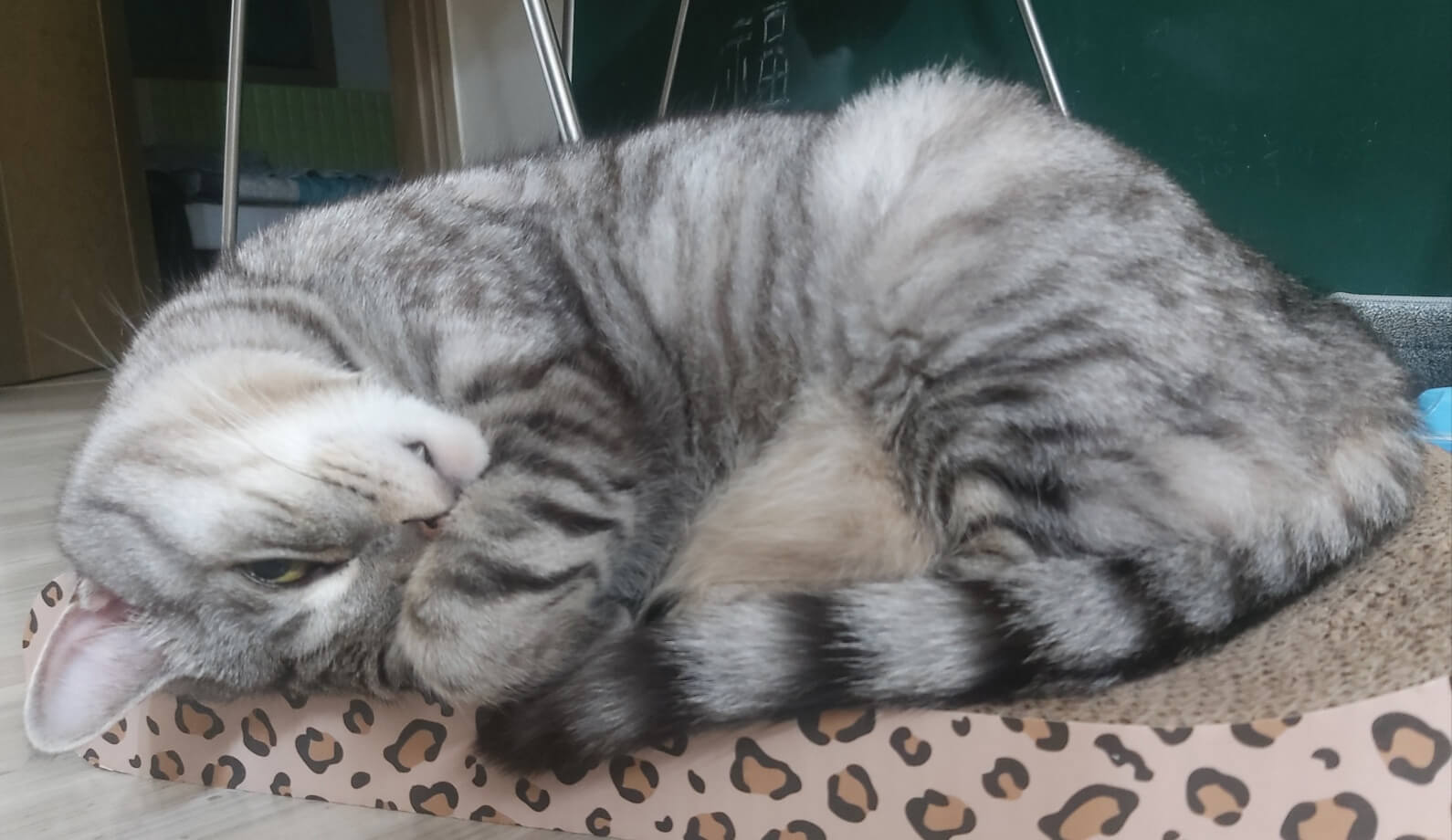 누워있는 고양이