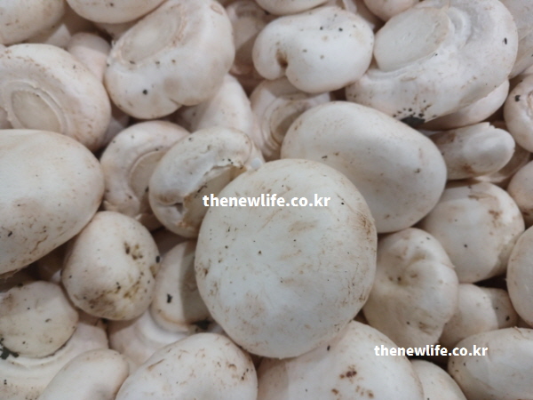 양송이버섯 효능에 포함된 소화 효소가 위장 부담을 줄이는 데 도움을 주는 실물 사진