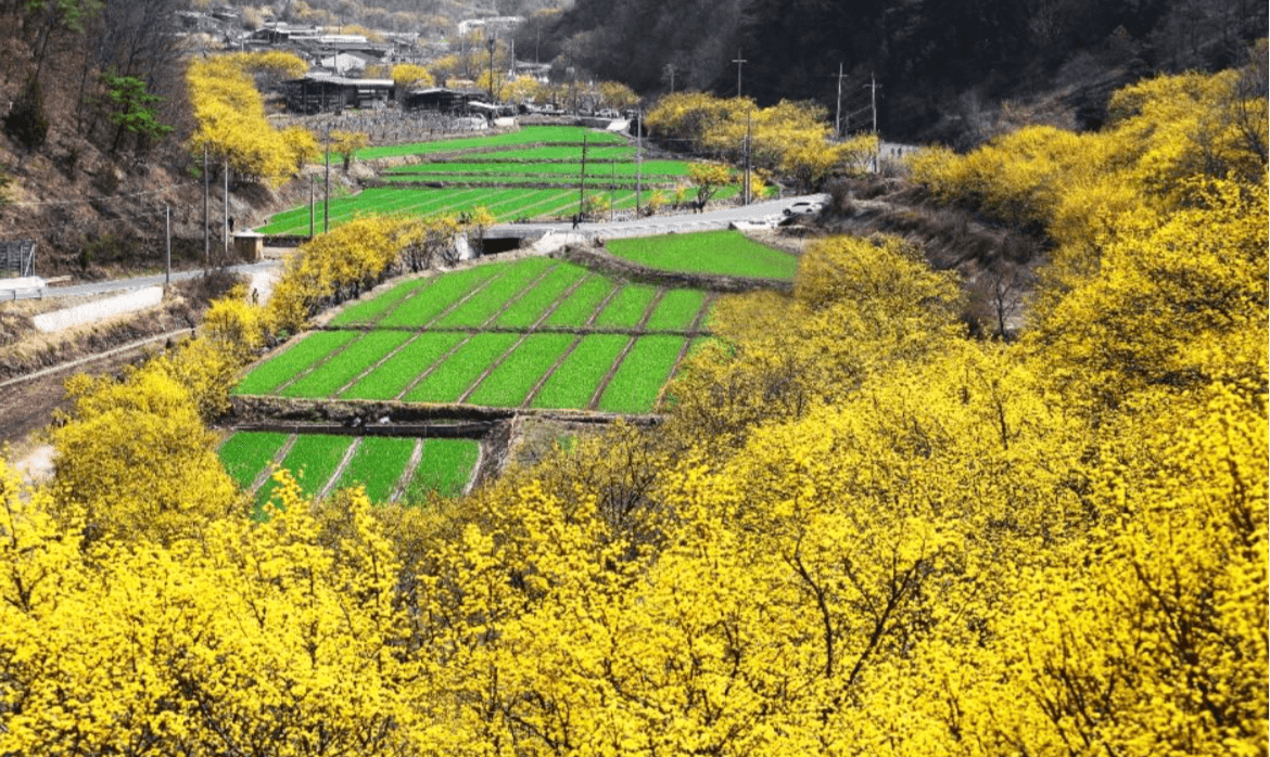 의성 산수유 축제 일정
