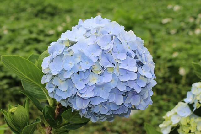 울산 장생포수국축제