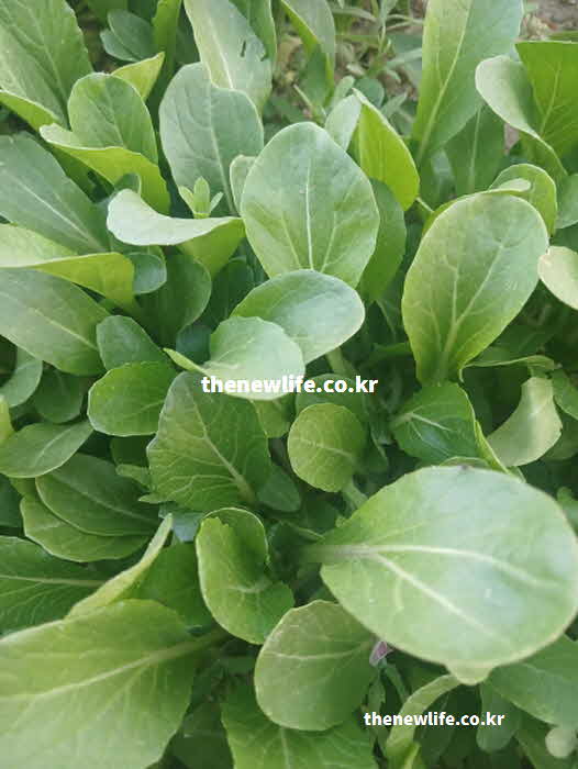 유채 나물 효능 시력 보호 베타카로틴