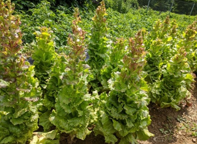 상추 꽃대 사진