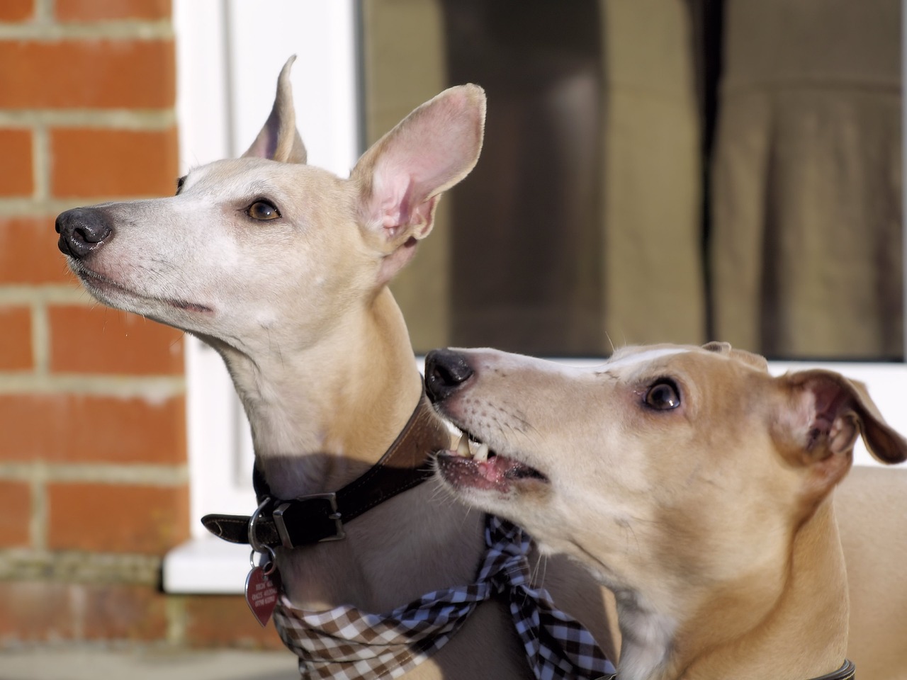 휘펫(Whippet)4