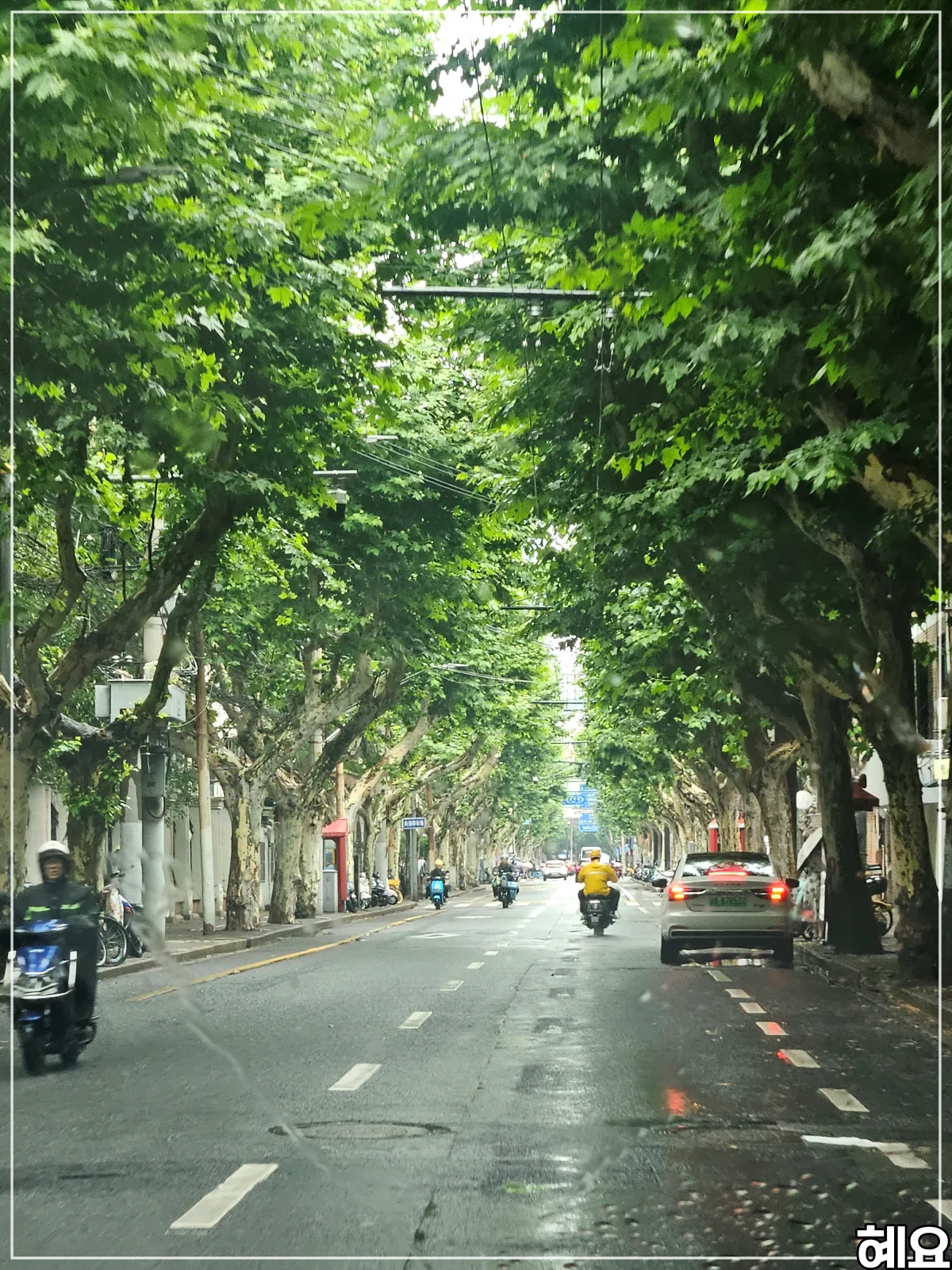 길게-늘어선-가로수가-돋보이는-거리