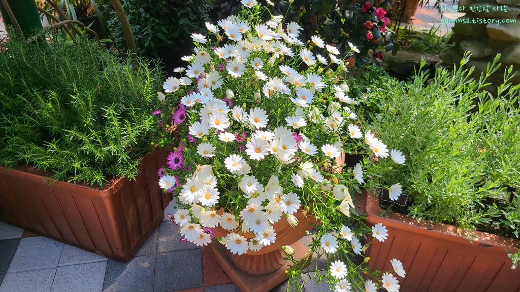 용도수목원-허브식물원