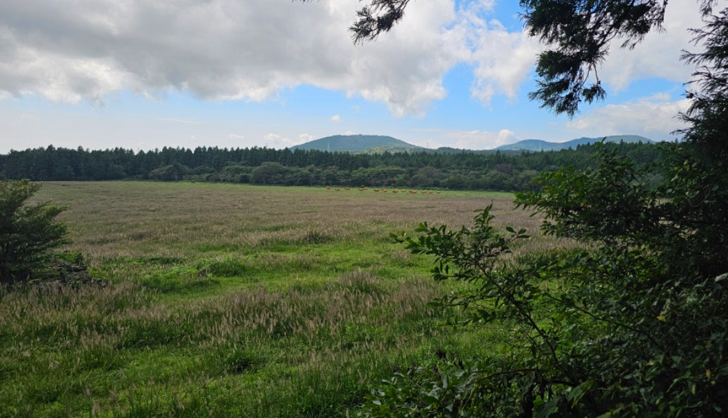 제주 물영아리 오름