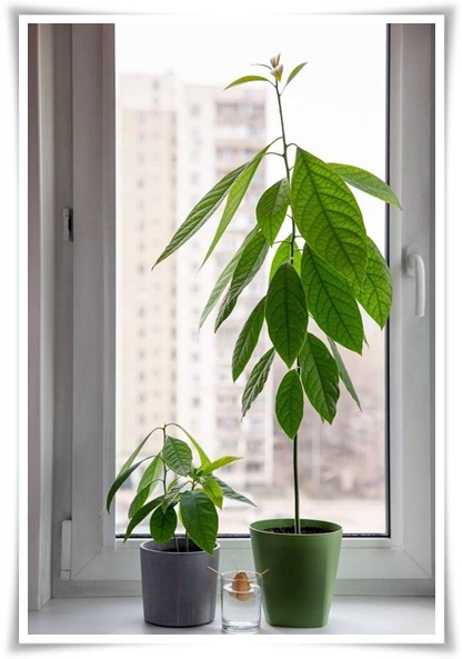 정원 "아보카도 키우기" 씨앗 하나로 나만의 초록 오아시스!