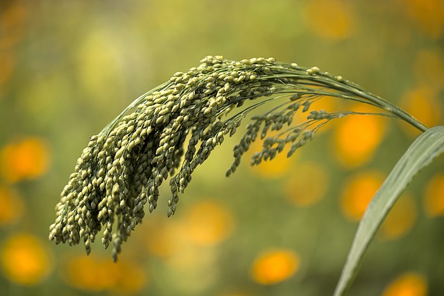 조(Millet) 재배