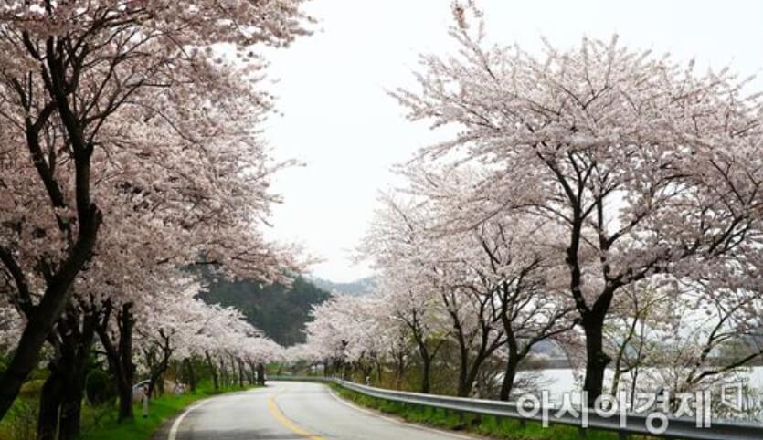 백수해안도로 벚꽃길