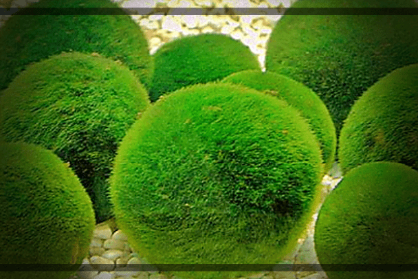 클로렐라-영양소