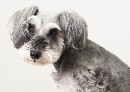 미니어처 슈나우저