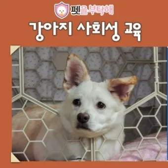 강아지가 다른 강아지 싫어하는 원인과 해결법_18