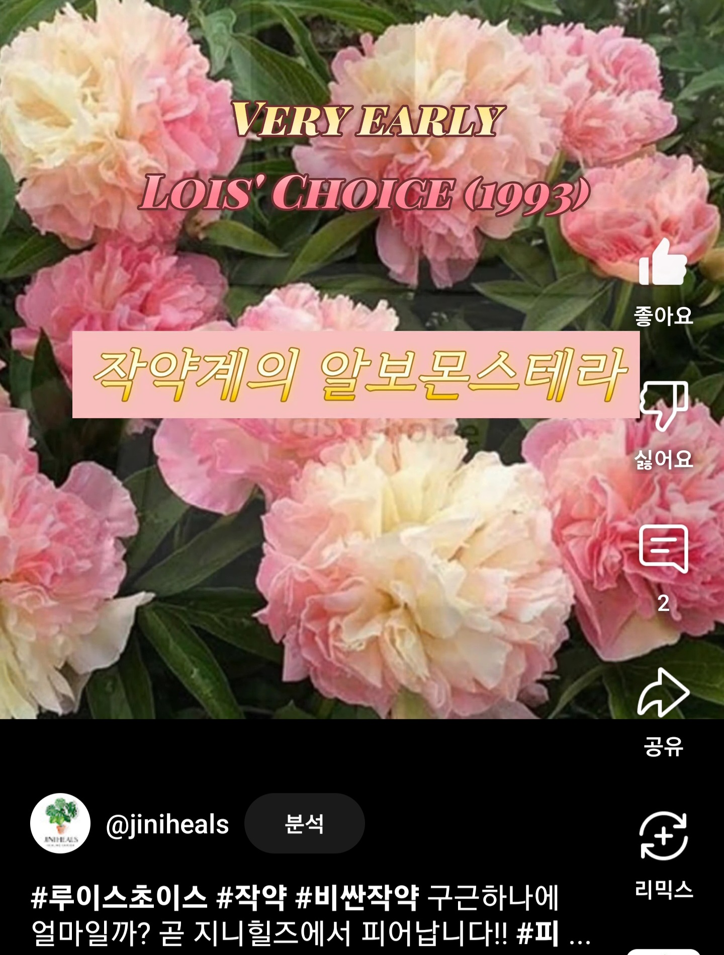 2024년 루이스초이스가 꽃피기전에 한껏 기대하면서 만들었던 영상 썸네일