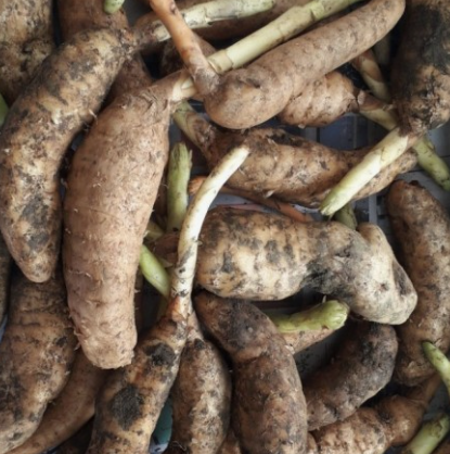 천마 관절 건강과 두통 완화