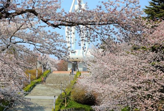 군산 벚꽃
