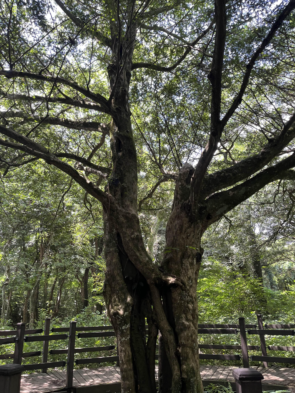 천년의 숲 비자림, 연리목