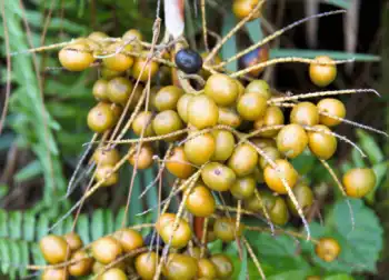 전립선 치료제 쏘팔메토 가격 및 효능&amp;#44; 복용시 주의점