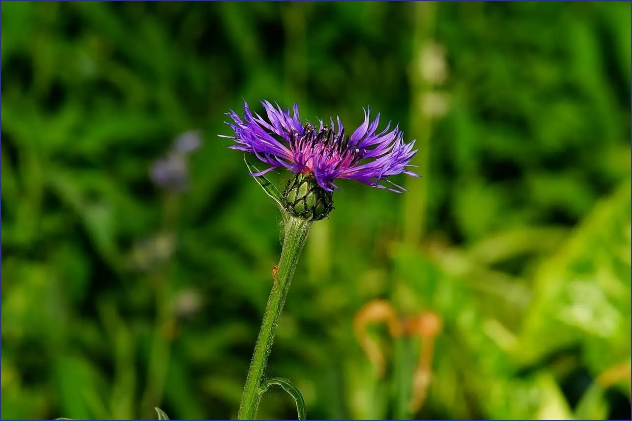 곰녹음기 다운로드