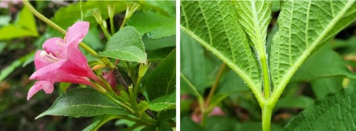 붉은병꽃나무-골병꽃나무-구별법-식별법-차이점