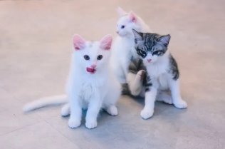 고양이