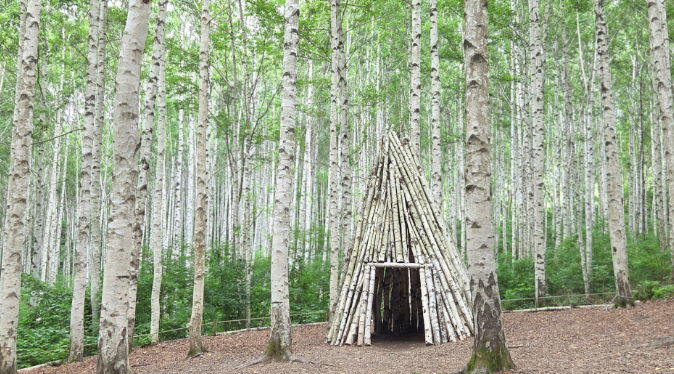 인제 원대리 자작나무 숲