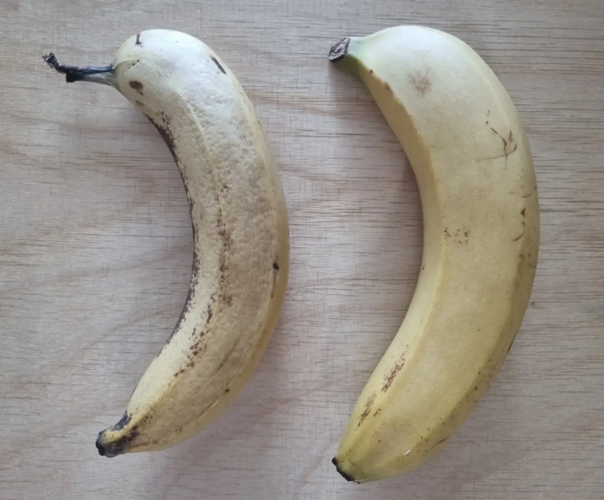 5일차-실온-냉장-비교