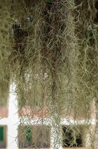 플랜테리어로 바뀌는 공간, 행잉식물 틸란드시아