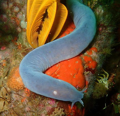 고대생물 슬라임 장어의 진화적 위치와 과학적 활용