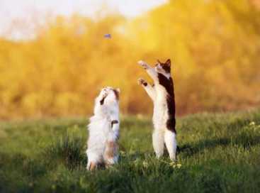 강아지 근골격 질병