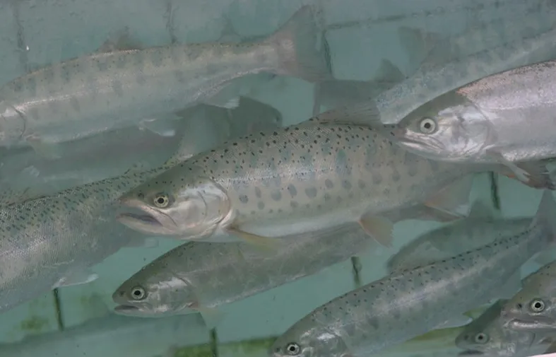 화천산천어축제 / 출처: 화천군청