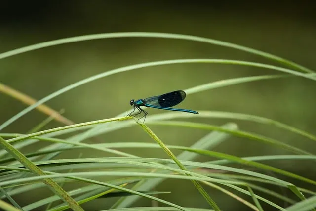 곤충과 동물의 차이점 생물 분류 기준과 이해 돕기_8