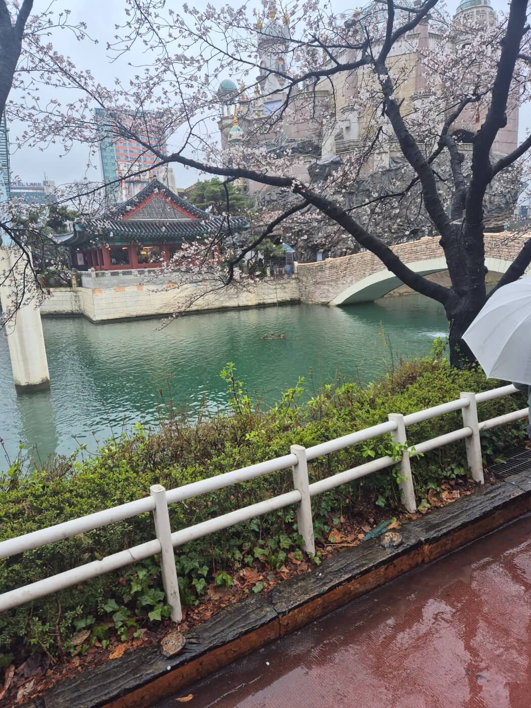 석촌호수 주차장및 2025년 4월 5일 사진및 실시간 영상, 서울 벚꽃명소TOP10