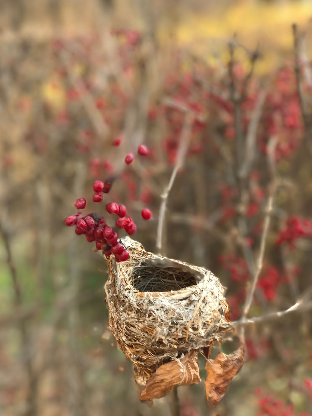 새가 나뭇가지에 지은 새집 새 둥지 무료 이미지