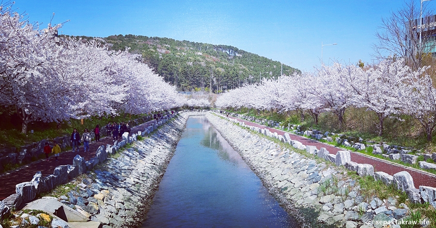 영도벚꽃