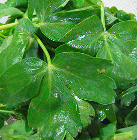 방풍나물 효능 부작용 요리 고르는법 칼로리