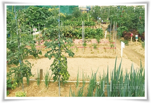 &quot;텃밭, 4월에 심기 좋은 작물&quot; 상추 시금치 열무 쑥갓 케일 루꼴라 당근 비트 무 감자 완두콩 땅콩 녹두 ...