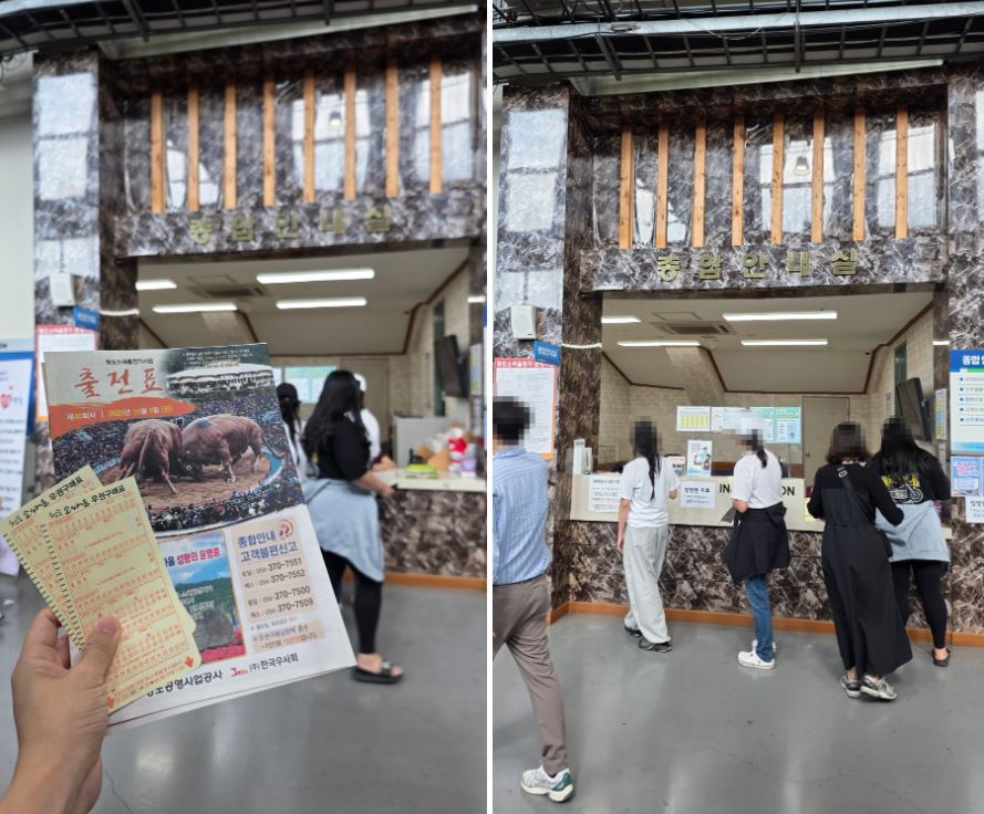 청도 소싸움 경기장